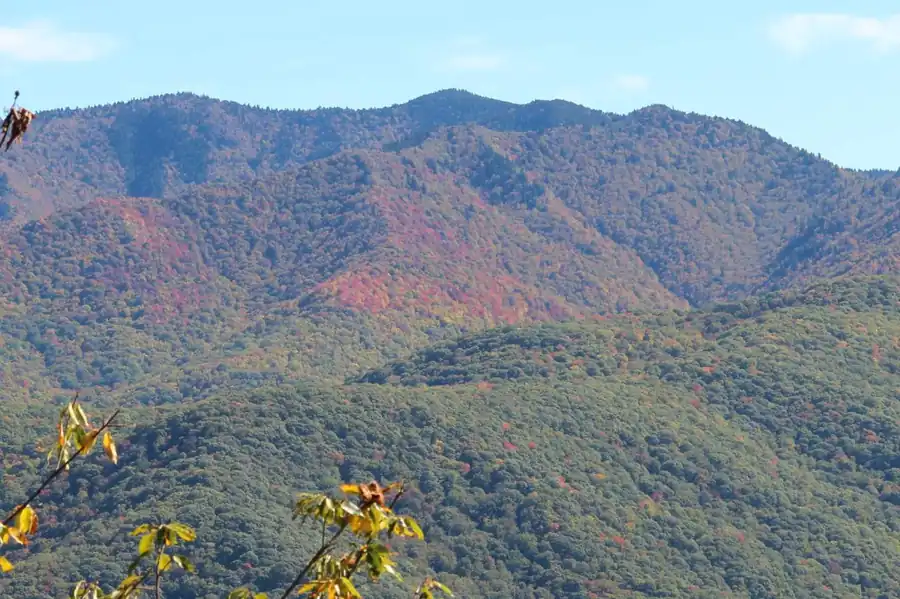 Waynesville